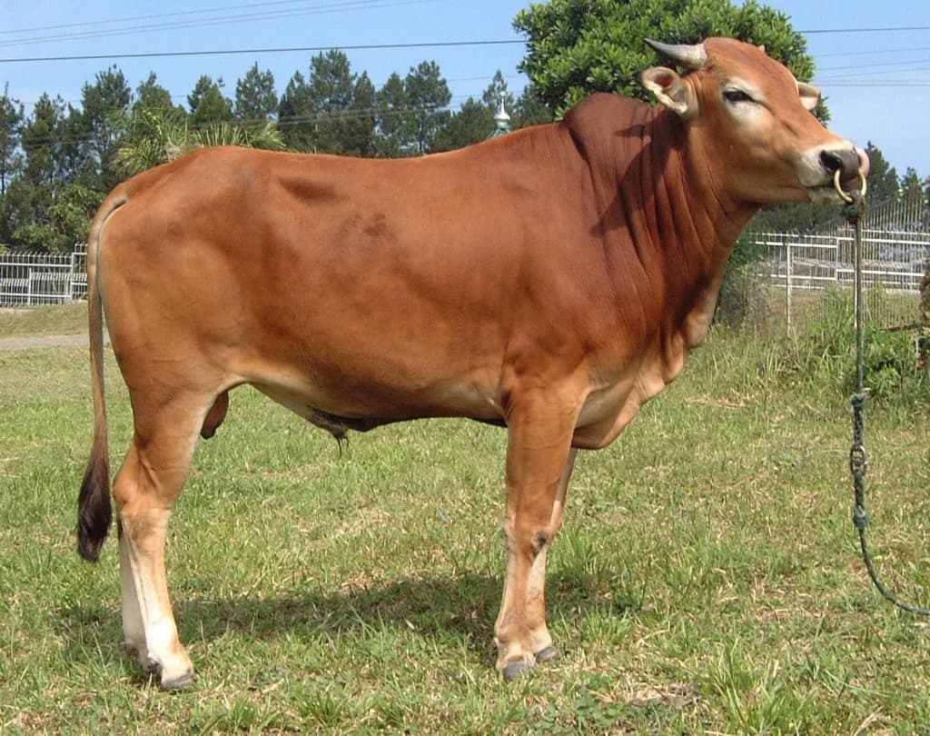 Sapi qurban pilihan Ibrahim Farm di area peternakan