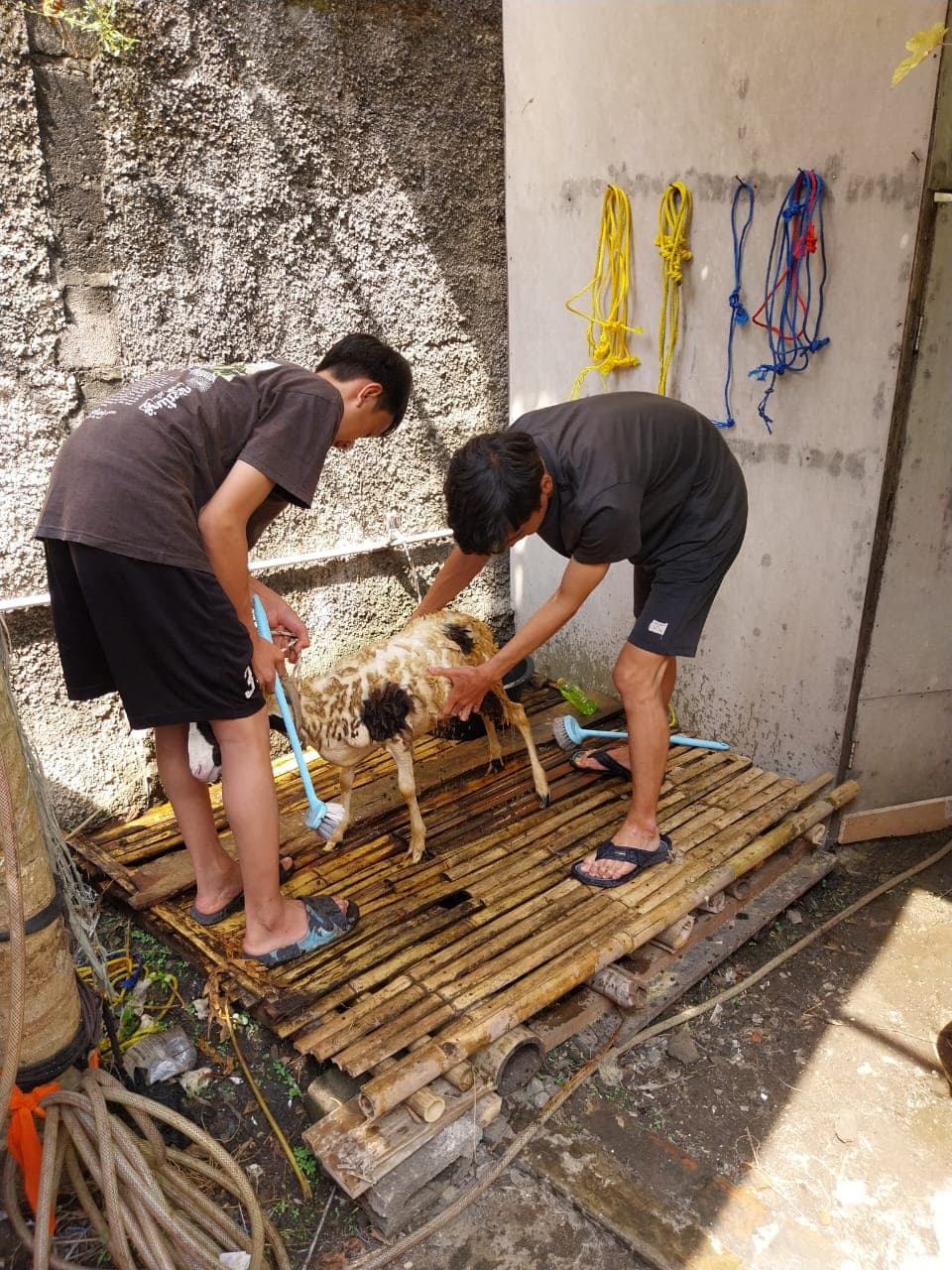 Perawatan hewan qurban