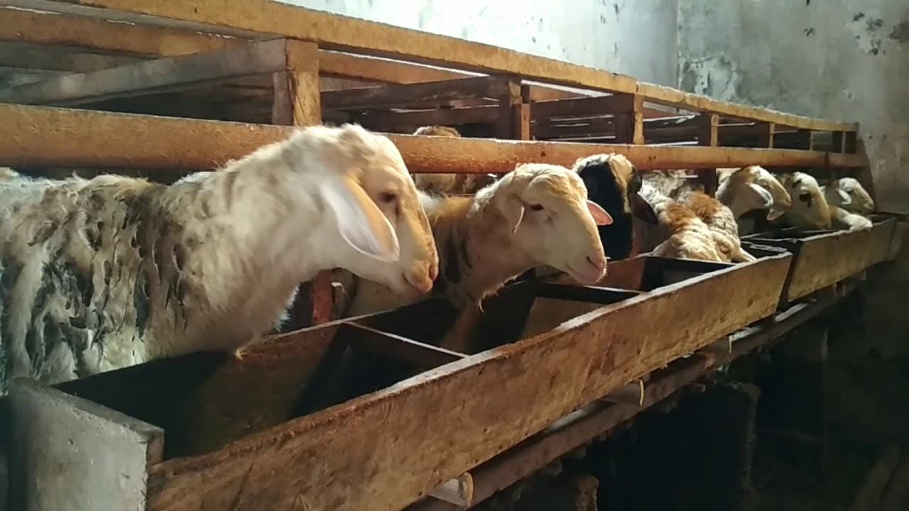 Perawatan hewan qurban